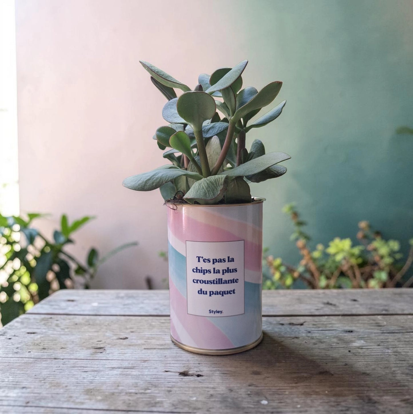 Plante en pot "T'es pas la chips la plus croustillante du paquet"
