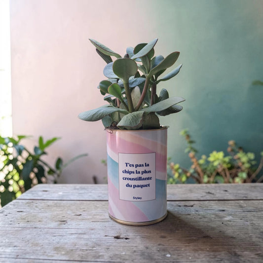 Plante en pot "T'es pas la chips la plus croustillante du paquet"