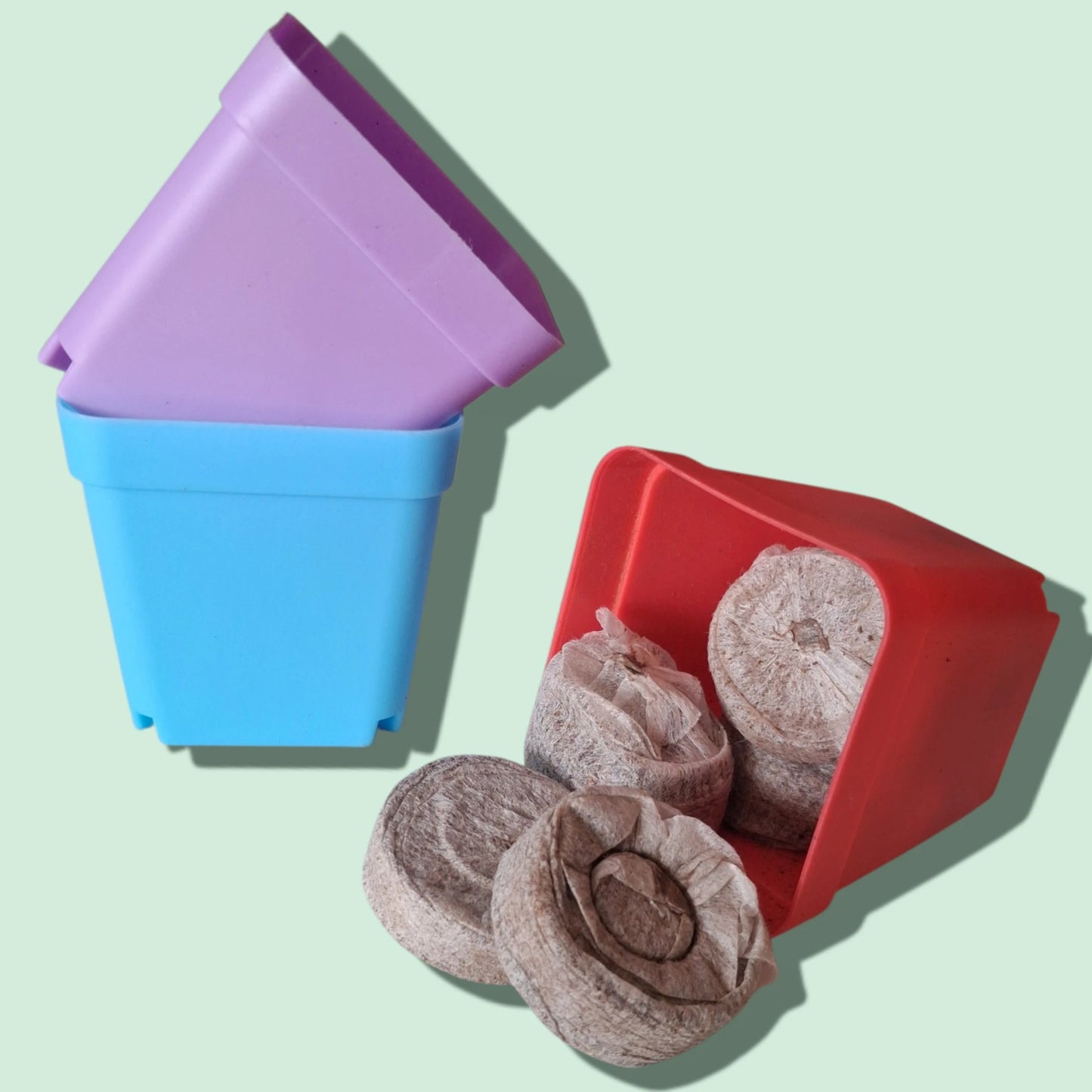 Kit de culture de l'Adenium Obesum ou Rose du Désert