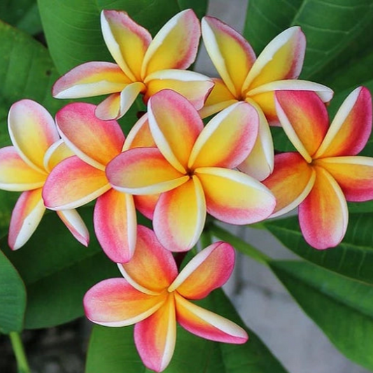 Graines de PLUMERIA RUBRA - FRANGIPANIER x 50