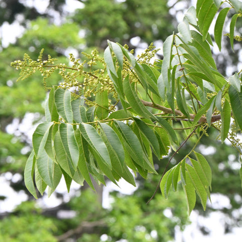 branche de sapindus mukorossi - arbre à savon