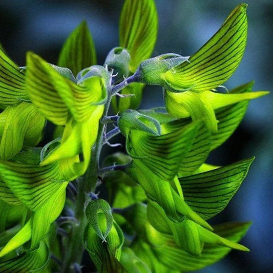 6 graines germées de Crotalaria Cunninghamii