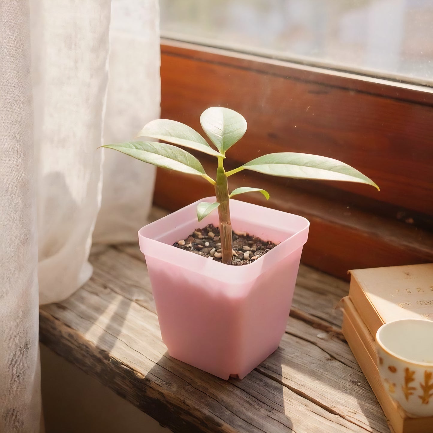 semis d'un frangipanier dans un pot rose au bord d'une fenêtre 