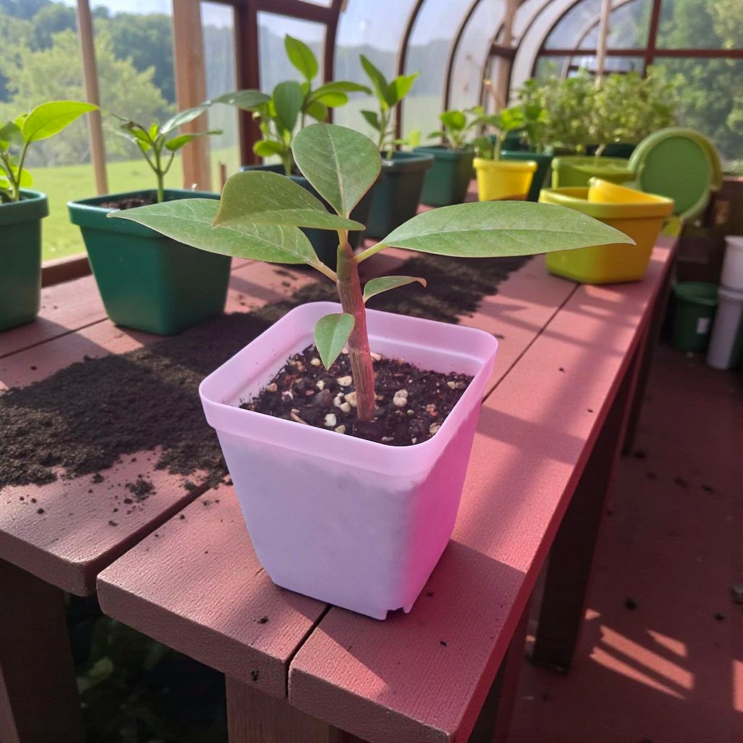 Semis de 10 cm d'un plumeria rubra dans une serre