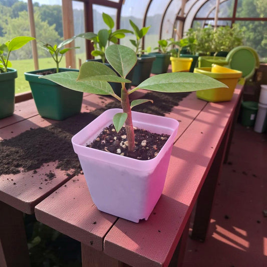Semis de 10 cm d'un plumeria rubra dans une serre