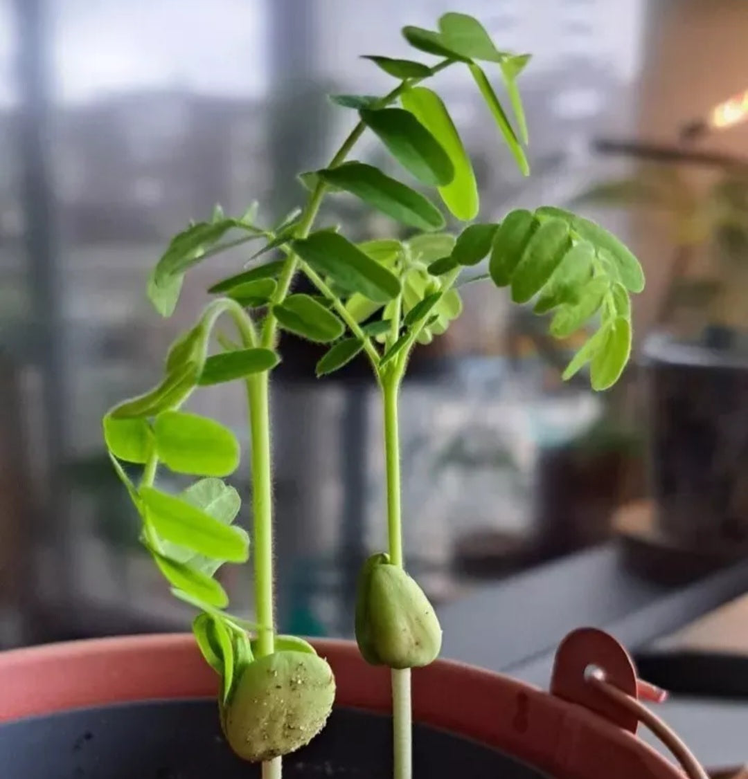 Jeune arbre Tamarinier • Tamarindus Indica