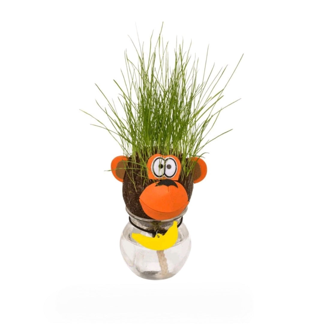 Tête de graines d'herbe animaux