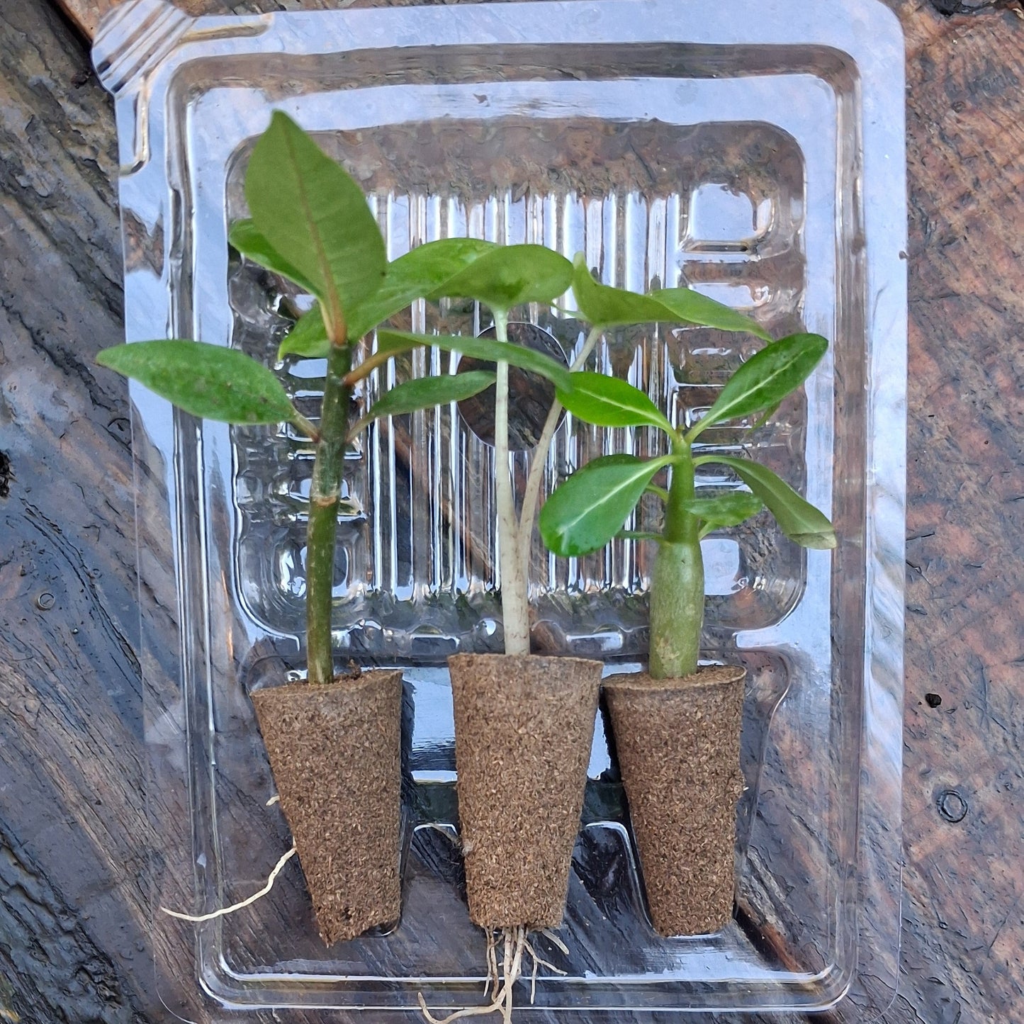 Trio de plantules de Frangipanier, Adenium obesum et Alocasia brisbanensis, dans un blister protecteur