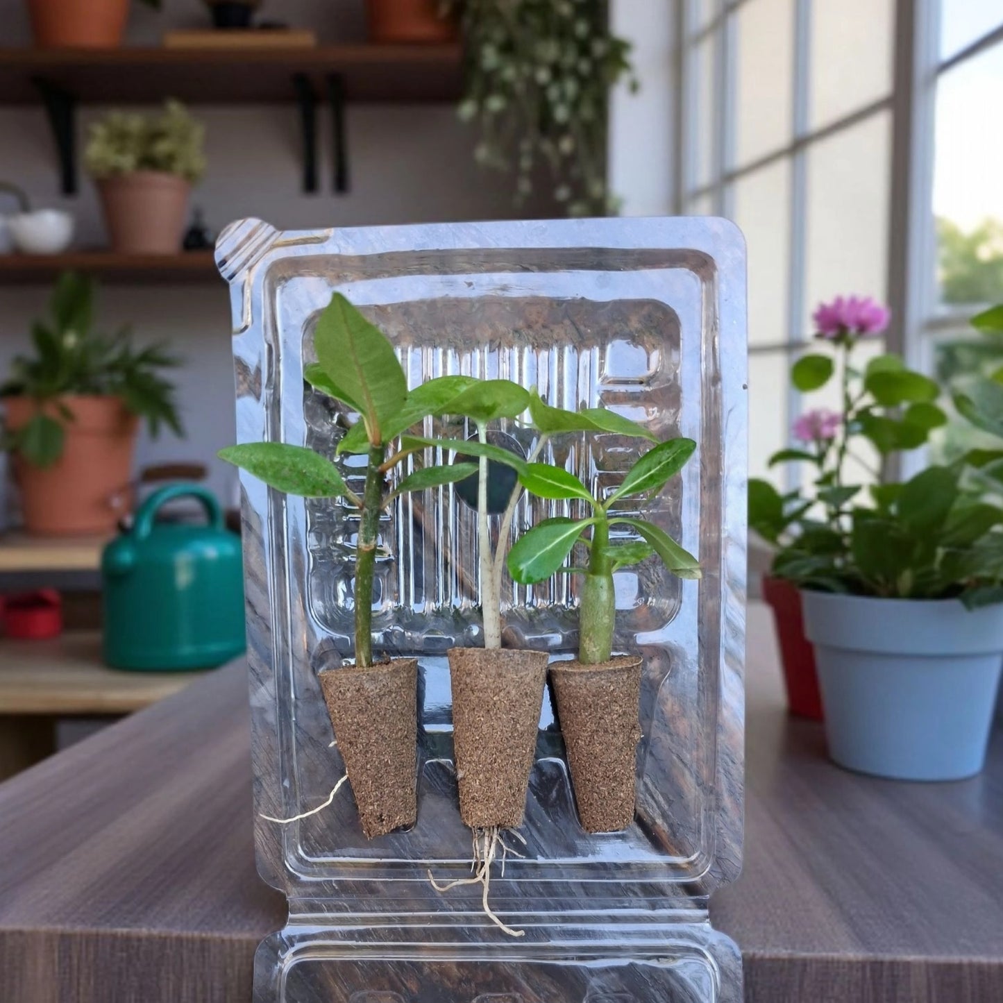 Trio de bébés plantes tropicales