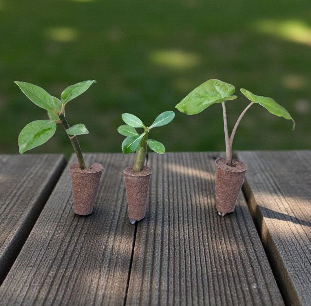 Trois bébés plantes de Plumeria rubra, Alocasia brisbanensis et Adenium obesum, sur une table en bois dans un jardin