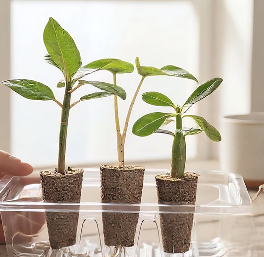 Trois plantules tropicales dans une boîte en plastique