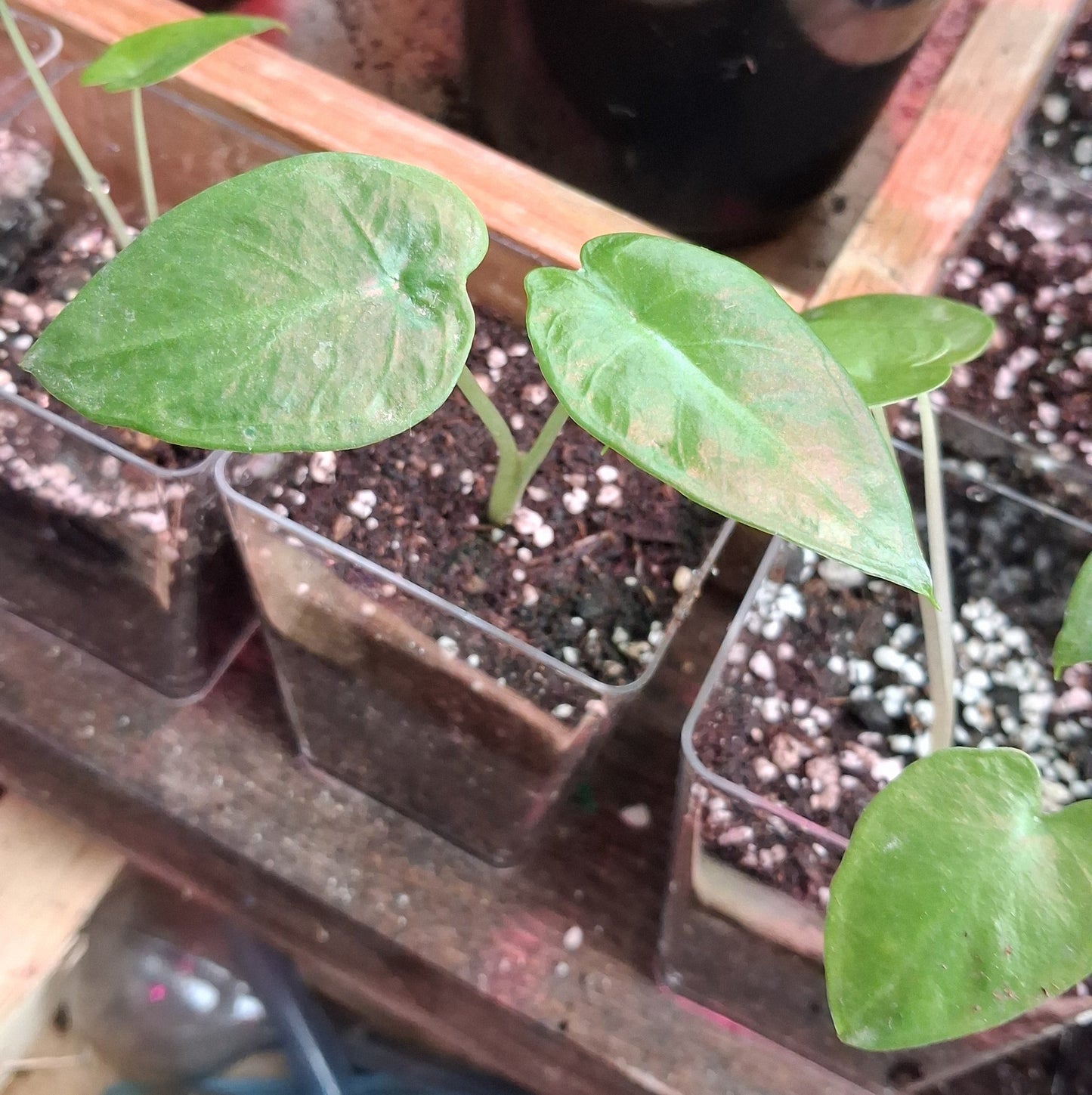 Plantule d'Alocasia Brisbanensis en pot